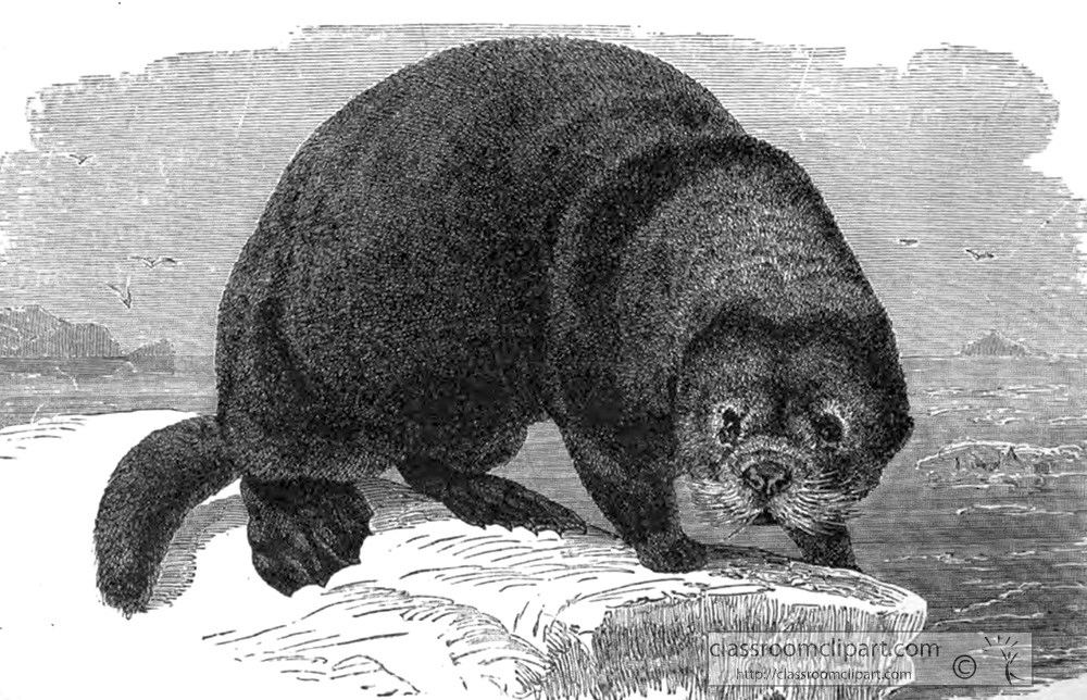 sea-otter-animal-historical-illustration.jpg
