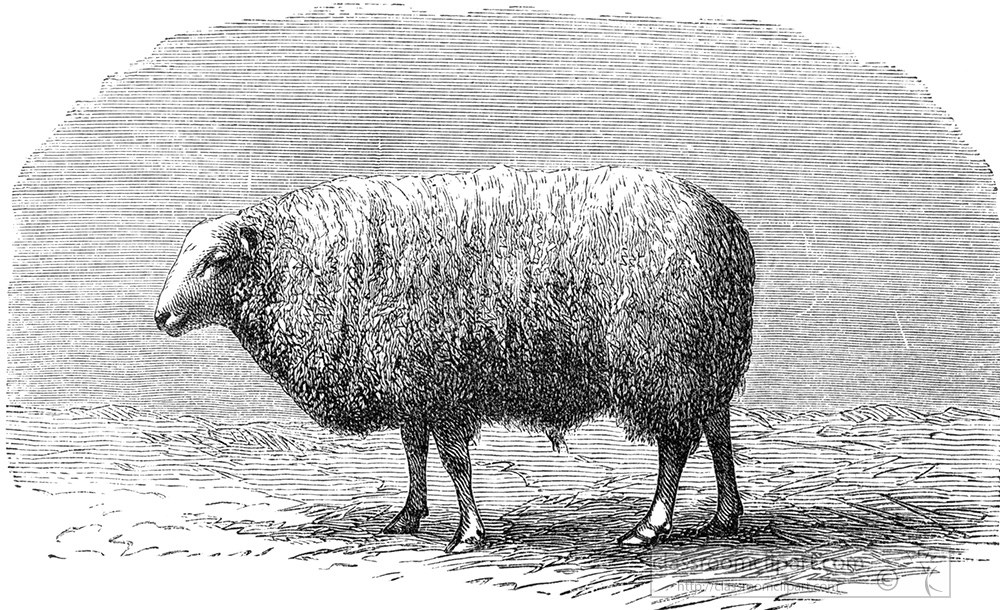 sheep-266a.jpg