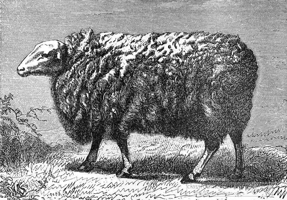 sheep-266ca.jpg