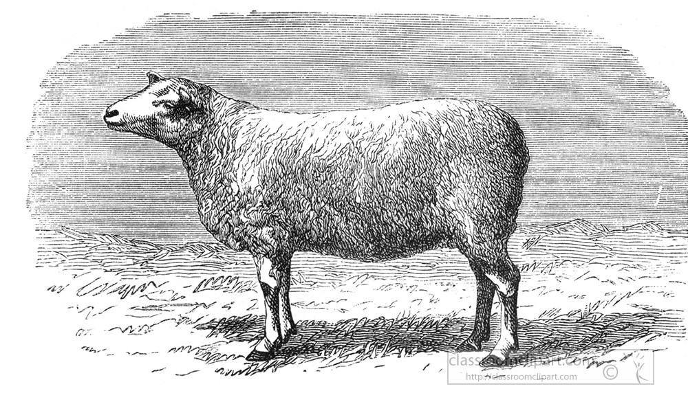 sheep-266da.jpg