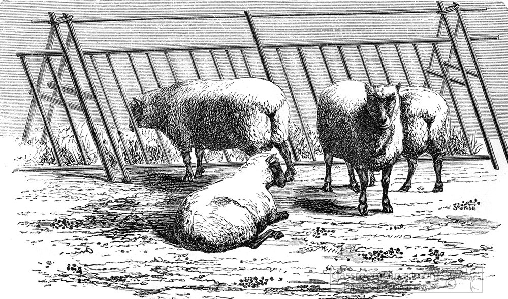 south-down-sheep-268b.jpg