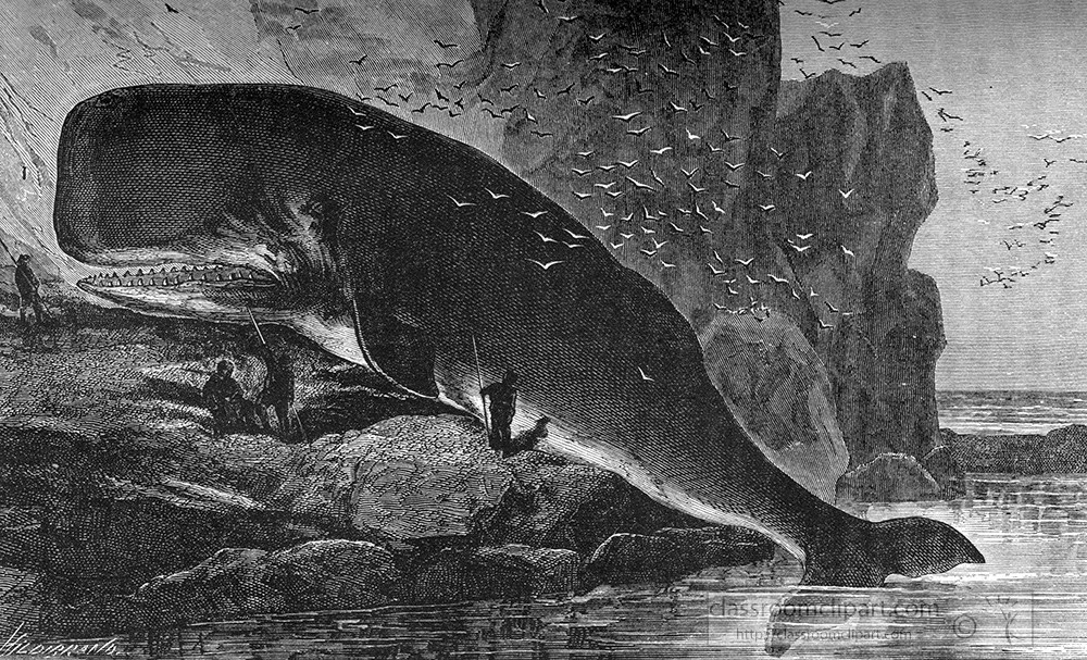 sperm-whale-illustration-67a.jpg