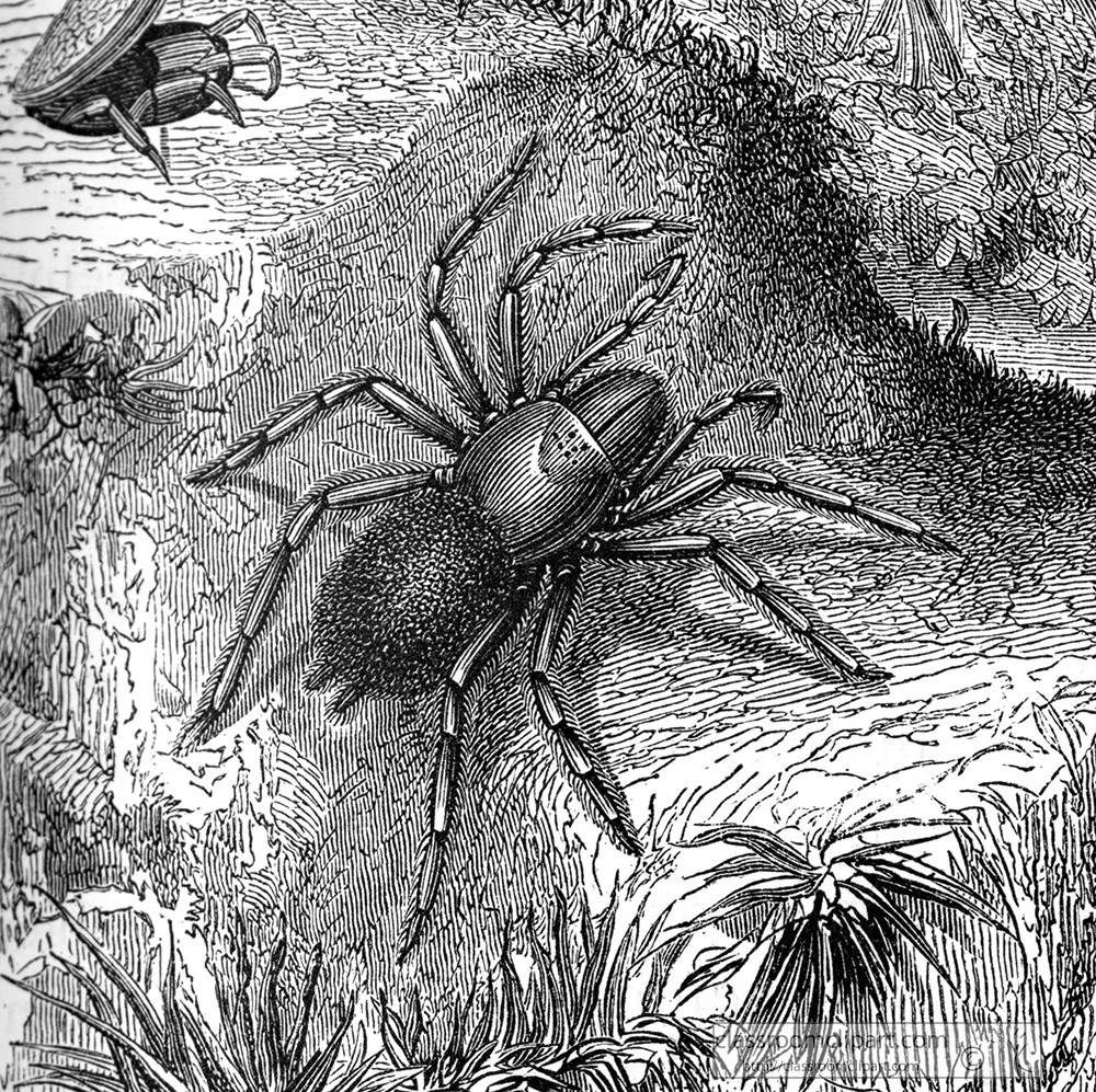 spider-nest-illustration.jpg