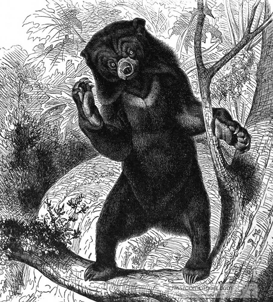 standingmaylaan-bear-animal-historical-illustration.jpg