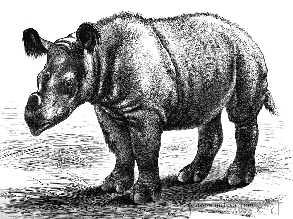 sumatran-rhinoceros-illustration.jpg