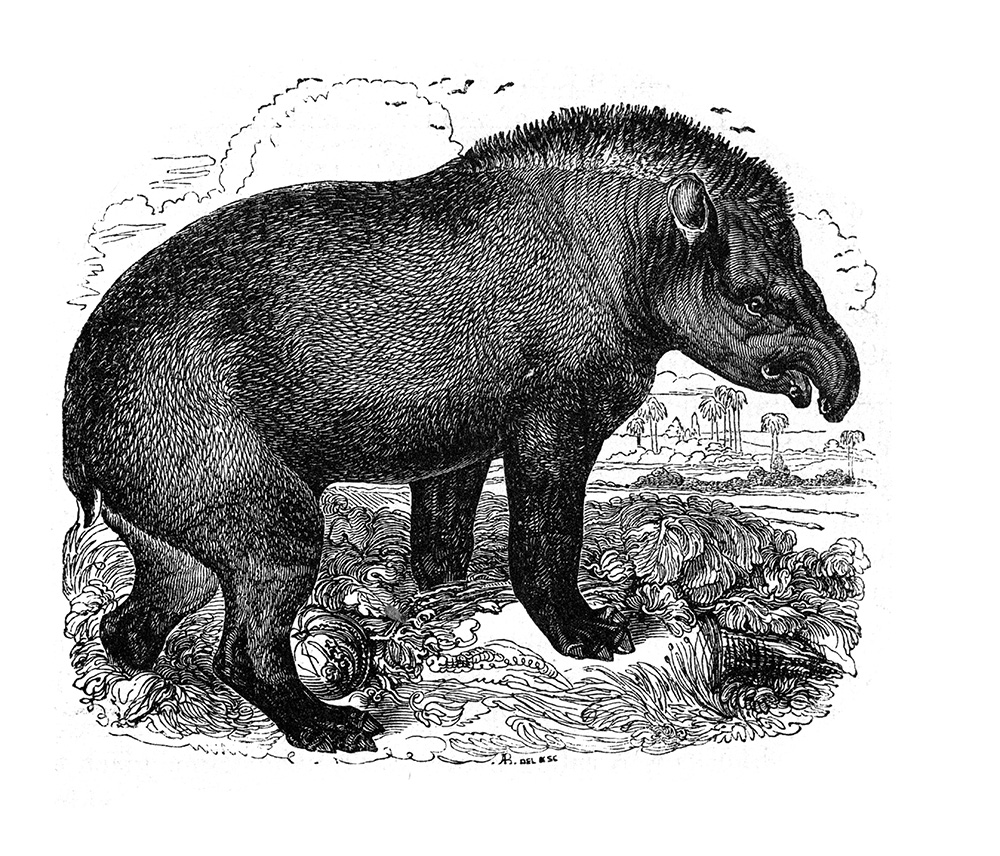 tapir-642.jpg