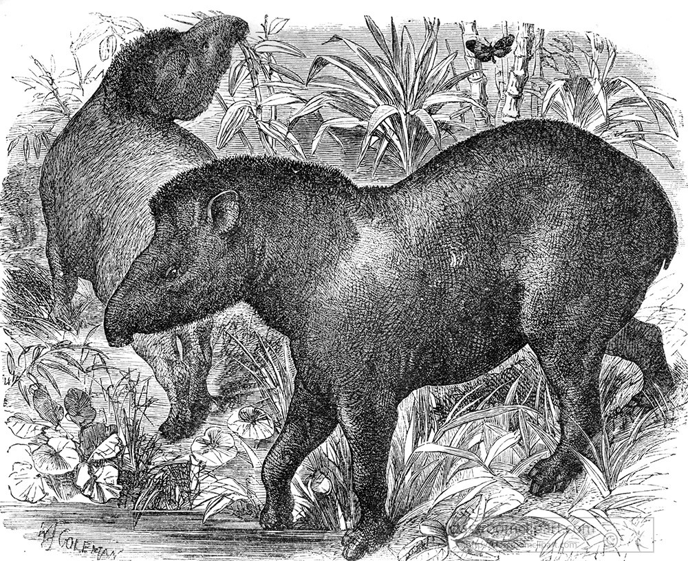 tapir-illustration-161a.jpg