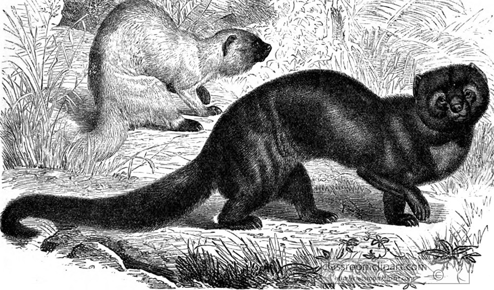 tayra-animal-historical-illustration.jpg