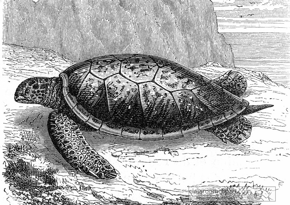 turtle-illustration-460.jpg