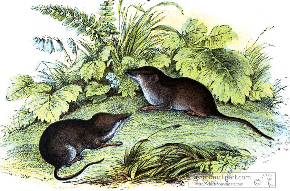 two-comon-shrews-near-green-plants-and-flowers-color-illustration.jpg