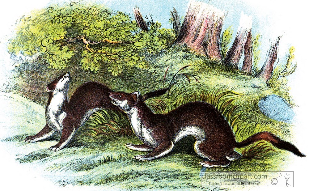 two-playful-weasels-color-illustration.jpg
