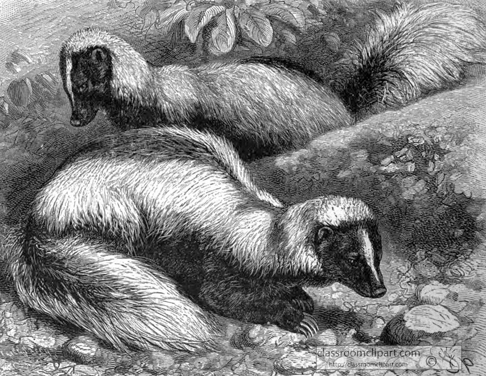 two-skunks-animal-historical-illustration.jpg
