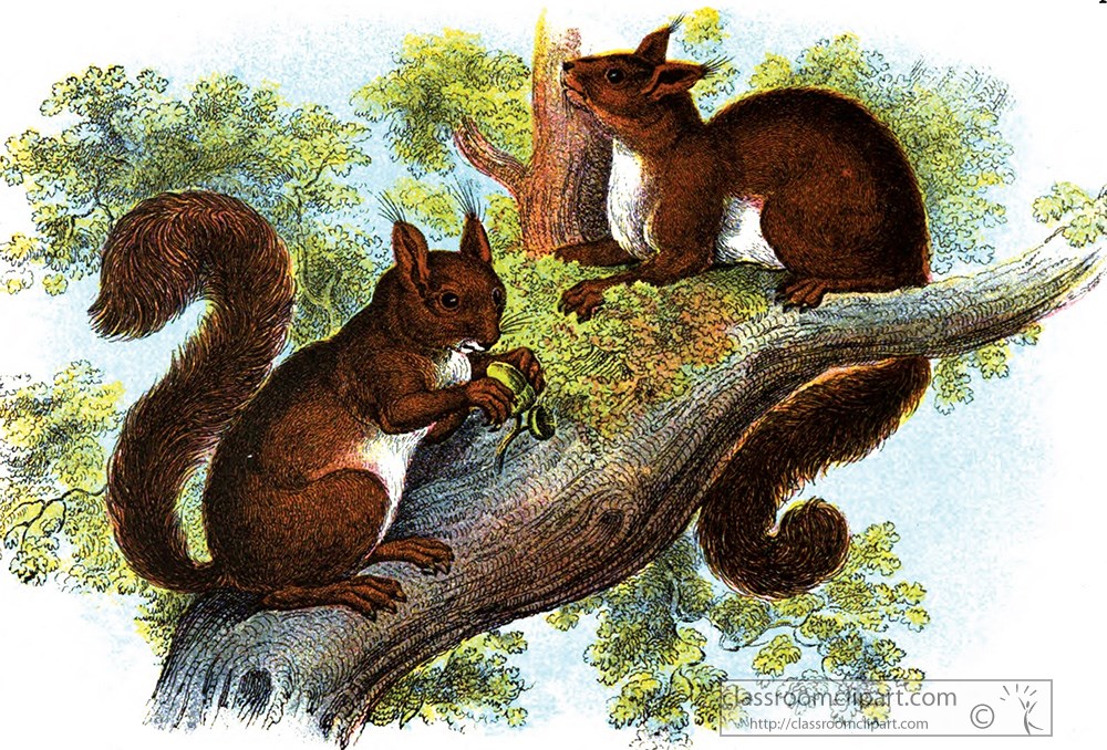 two-squirrels-in-tree-color-illustration.jpg