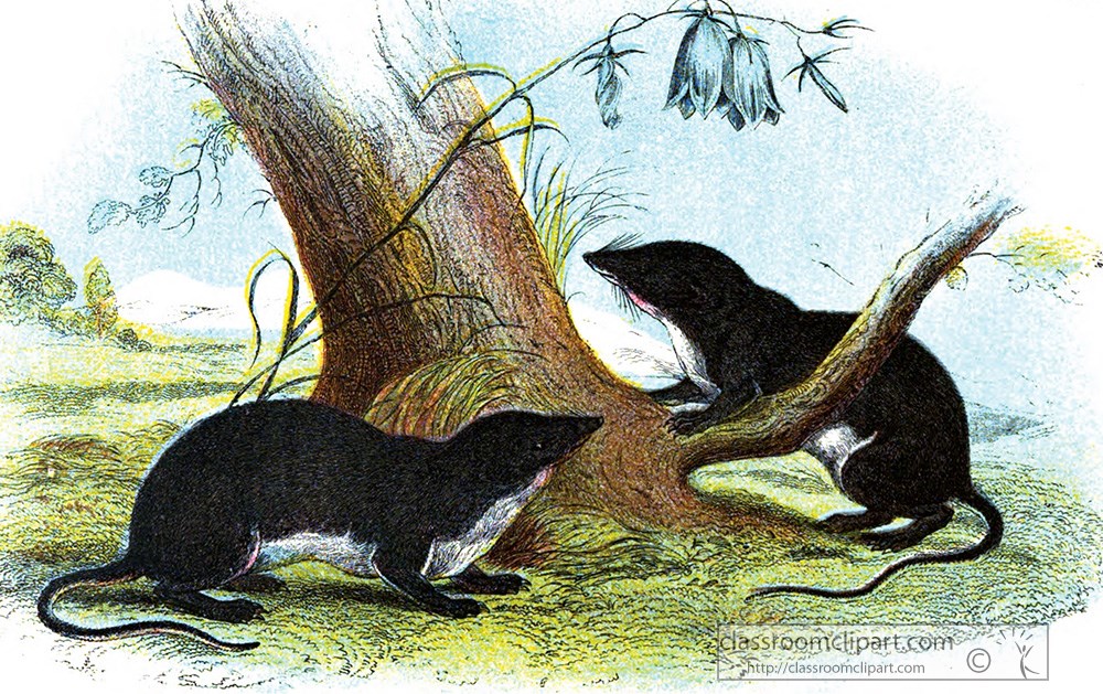 two-water-shrews-near-tree-trunk-color-illustration.jpg