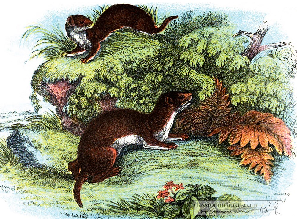 two-weasels-in-plants-color-illustration.jpg