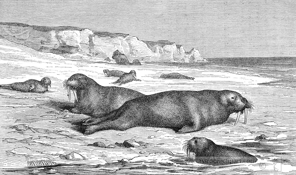 walrus-illustration-100a.jpg