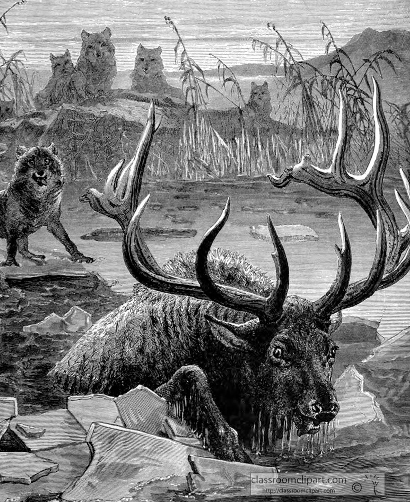 wapiti-with-wolves-animal-historical-illustration.jpg