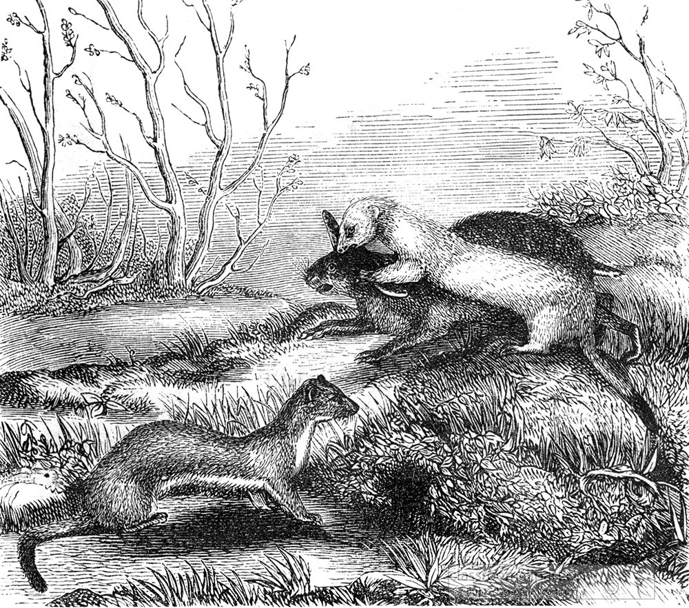 weasel-illustration-331a.jpg