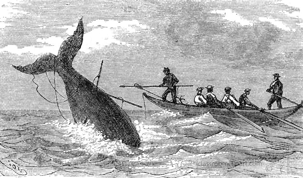 whale-illustration-48a.jpg