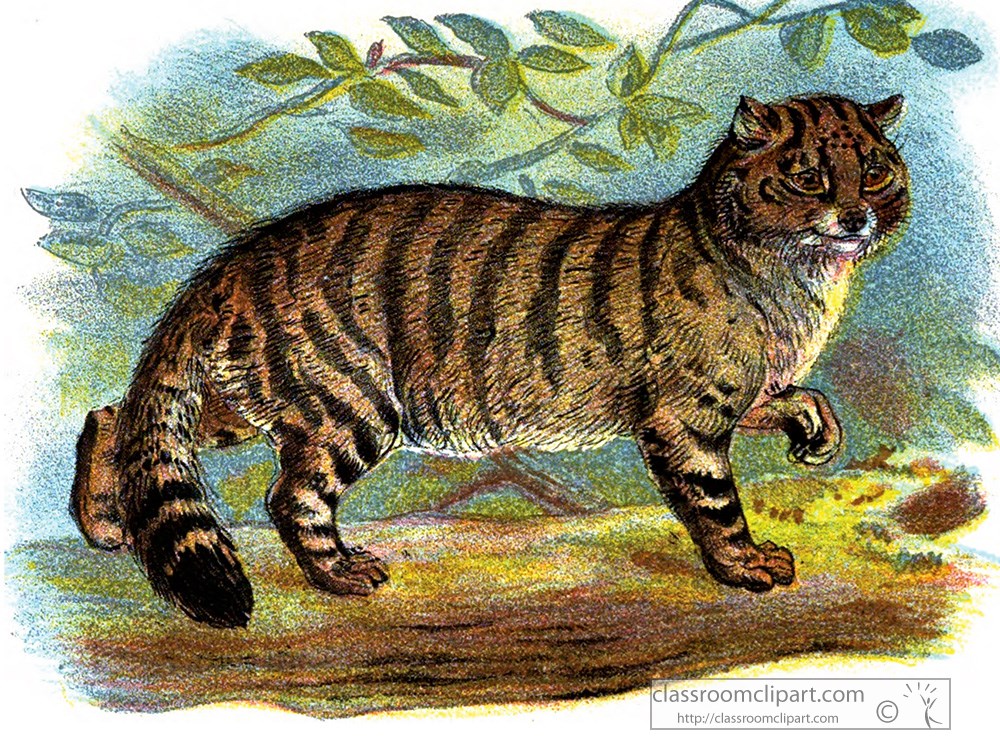 wild-cat-color-illustration.jpg
