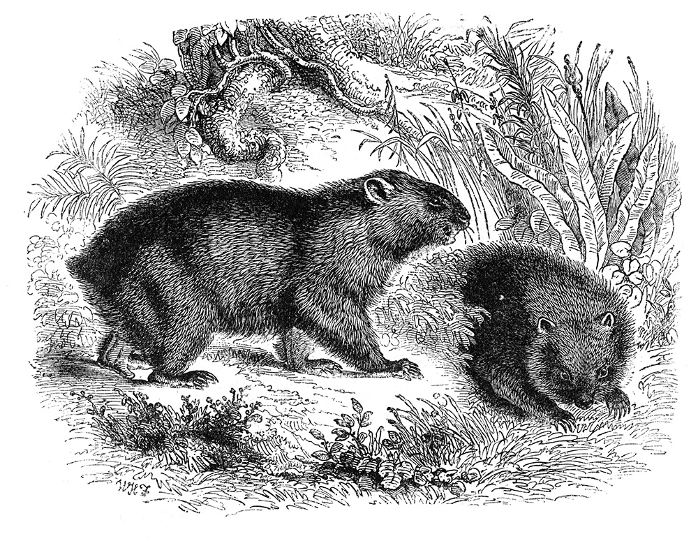 wombat-676.jpg