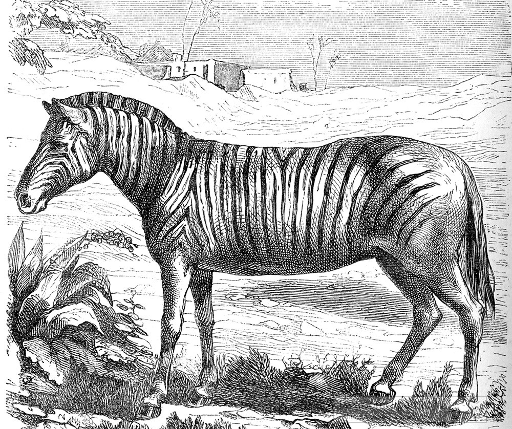 zebra-illustration-224a.jpg