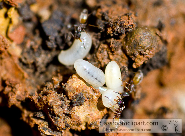 ant_colony_with_eggs_78A.jpg