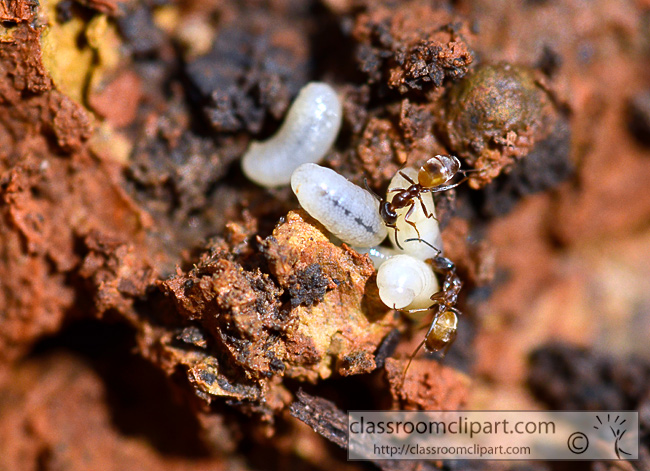 ant_colony_with_eggs_86.jpg