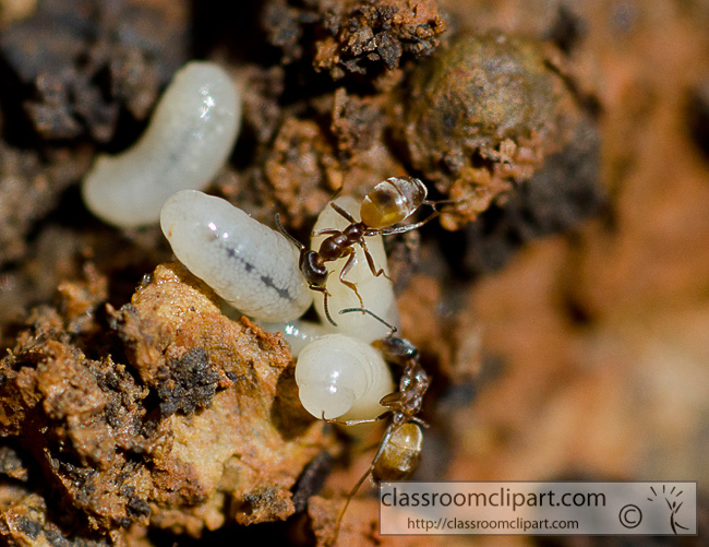 ant_colony_with_eggs_86A.jpg