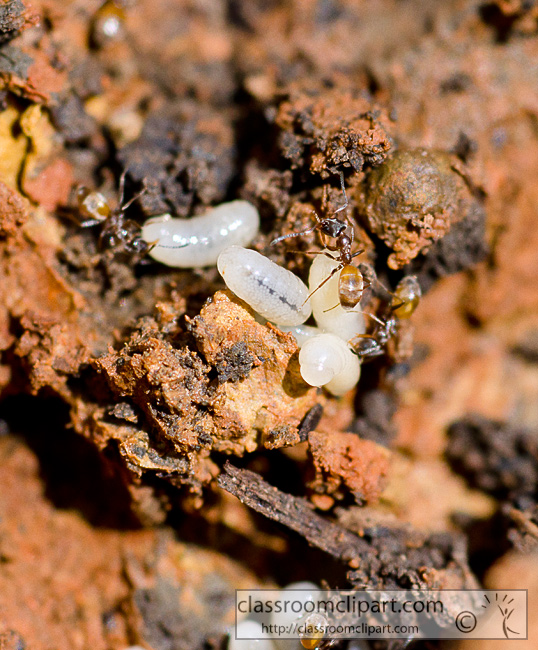 ant_colony_with_eggs_89A.jpg