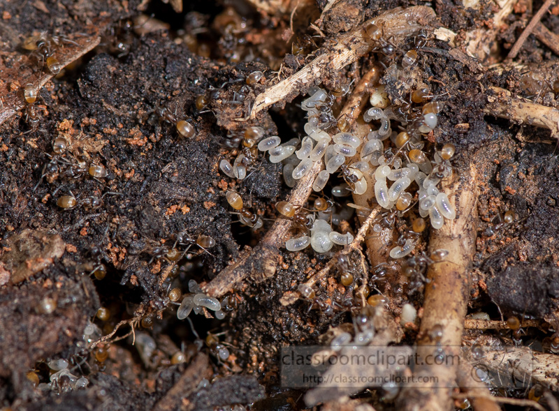 colony-of-ants-in-garden-moving-eggs_8505345.jpg