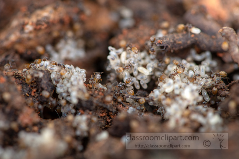 colony-of-ants-with-protecting-eggs-304E.jpg