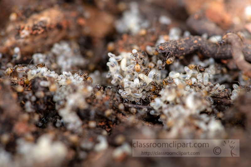 colony-of-ants-with-protecting-eggs-5300E.jpg