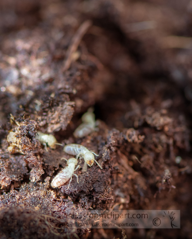 several-termites-in-garden-soil-5529E.jpg