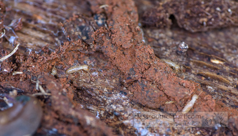 termites-crawling-on-piece-old-wood-photo-5808.jpg