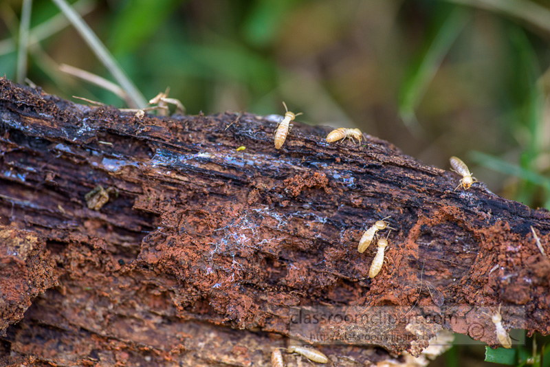 termites-crawling-on-piece-old-wood-photo-5822.jpg