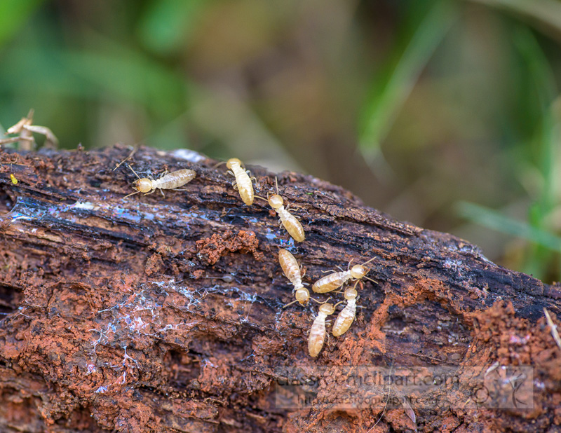 termites-crawling-on-piece-old-wood-photo-5823.jpg