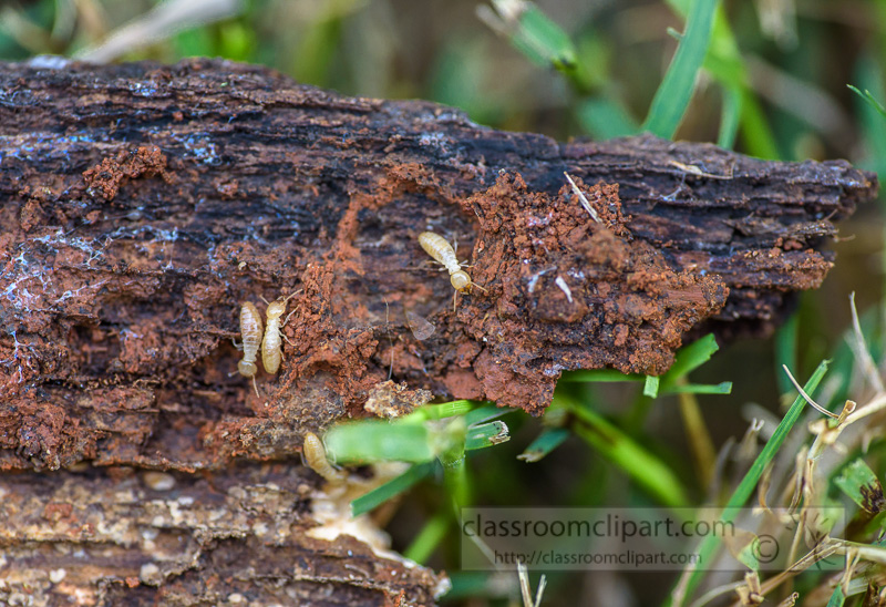 termites-crawling-on-piece-old-wood-photo-5874.jpg