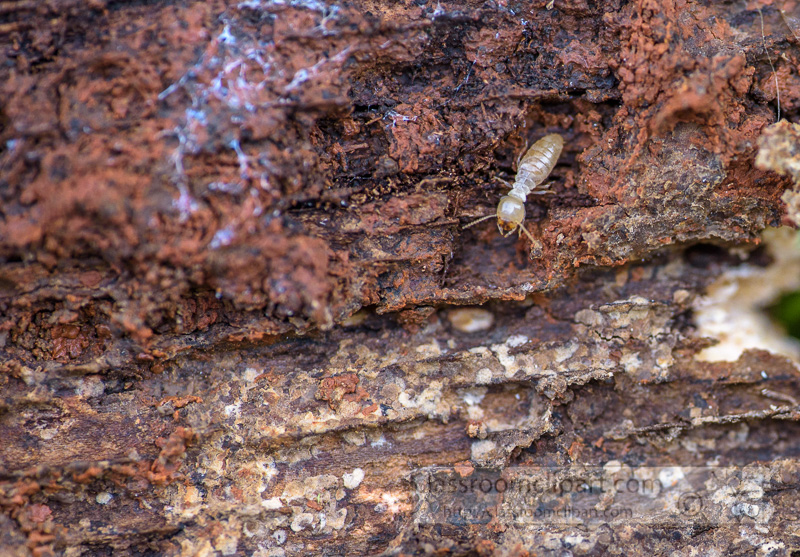 termites-crawling-on-piece-old-wood-photo-5899.jpg