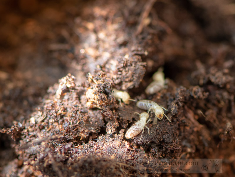 termites-in-garden-soil-photo-image-529.jpg