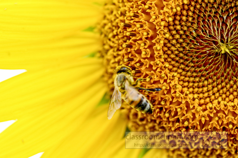 Closeup-of-a-Sunflower-with-Bee-on-Sunflower-4415AE.jpg