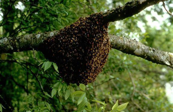 Honeybees.jpg