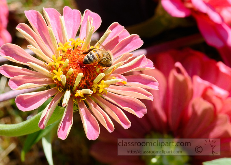bee-on-pink-zinnia-flower-photo-0398.jpg