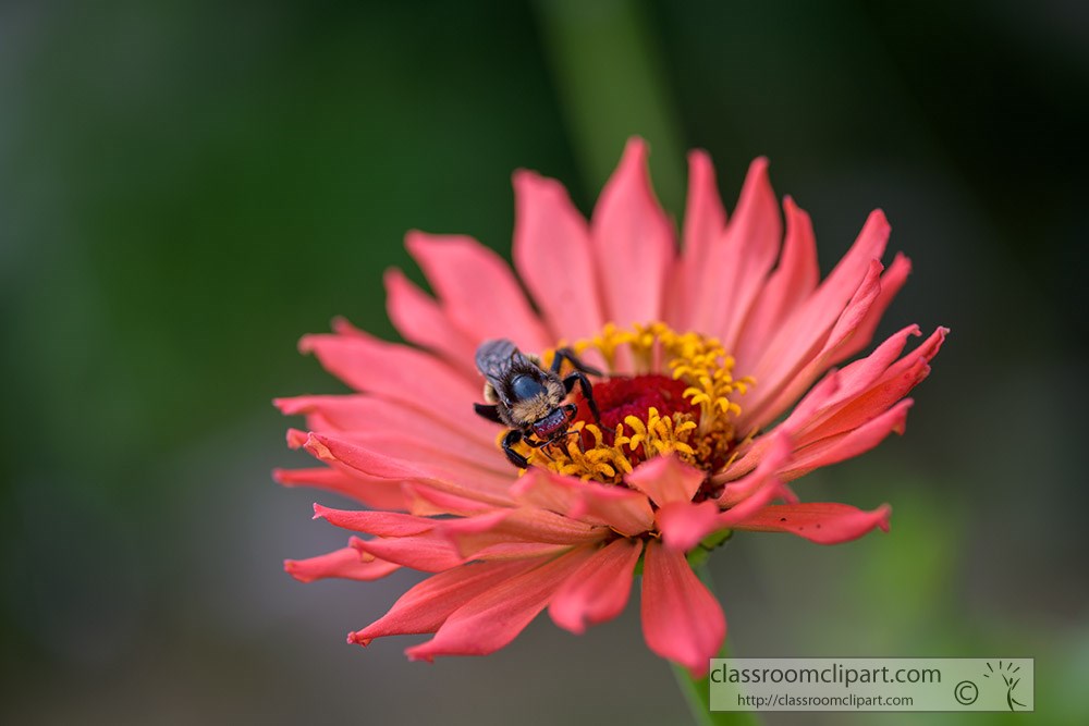 bee-sucking-droplets-of-nectar-from-flower-with-their-probosci.jpg