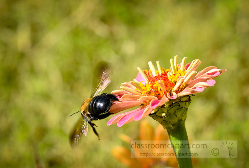 black-bee_flying-off-flower-705a-E.jpg