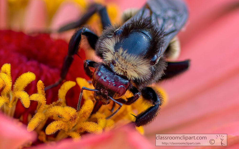closeup-bee-sucking-droplets-of-nectar-with-their-probosci.jpg