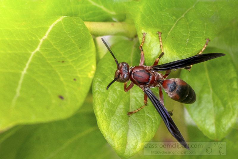 closeup-macro-of-wasp-resting-on-leaf-photo-image-047-2.jpg