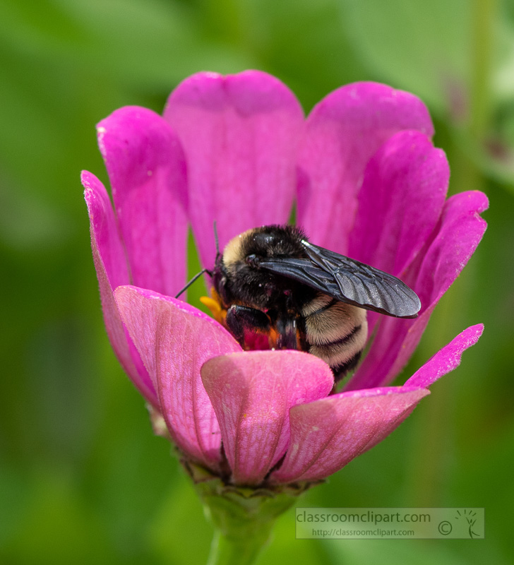closeup-of-bumble-bee-on-zinnia-flower-photo-8508631.jpg