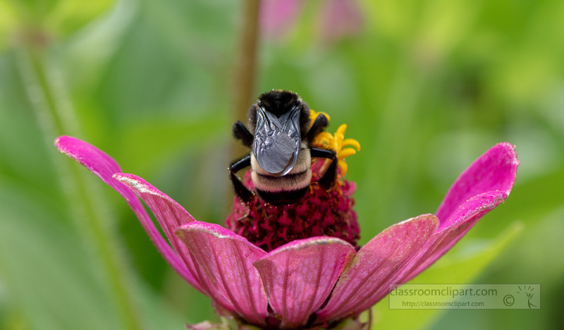 closeup-of-bumble-bee-on-zinnia-flower-photo-8508642.jpg