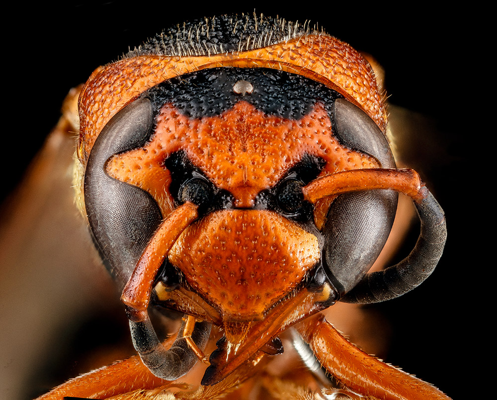 closeup-of-orange-wasp-species.jpg